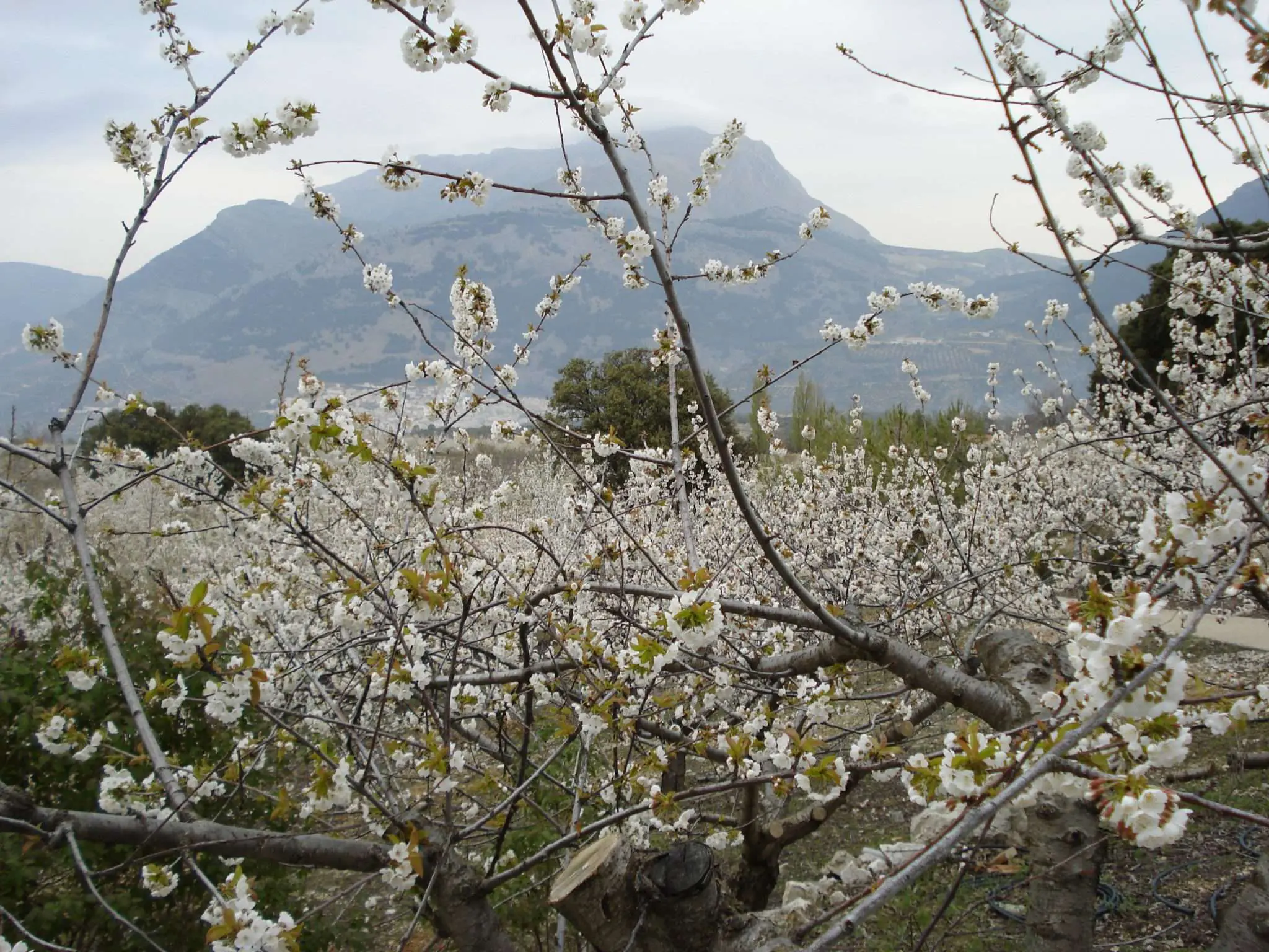 Mensaje 301: Se acabó el silencio. Hay que alimentar a la criatura