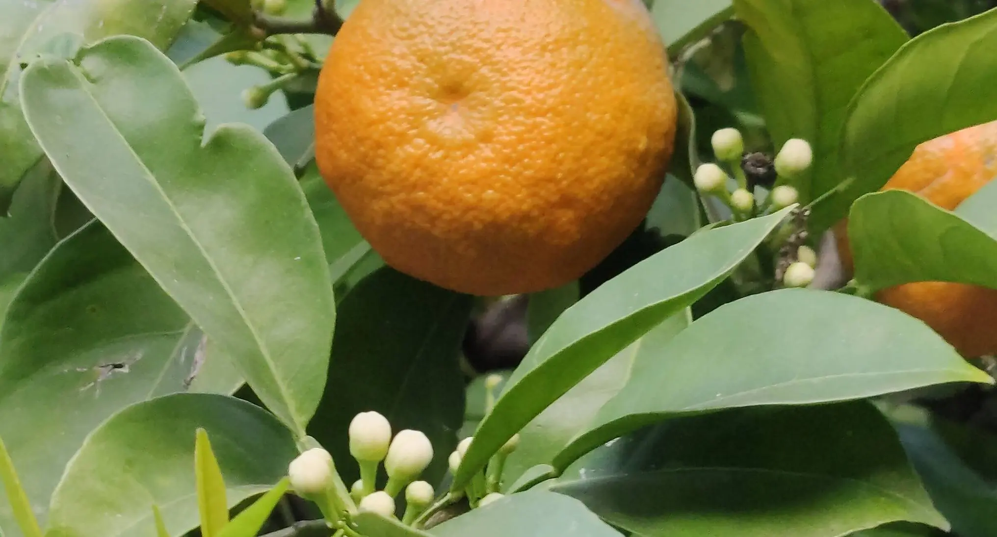 Memorias, promesas y desencanto.